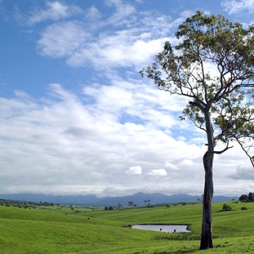 Cattle farm in Australia: Credit, Wikimedia Commons Cattle grazing on a farm in Australia