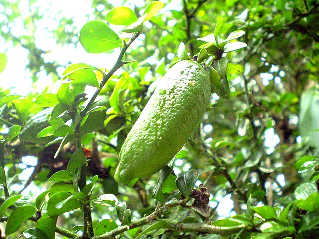 Green Australian fingerlime (Citrus Australasica): Credit, Wikimedia Commons Green Australian fingerlime