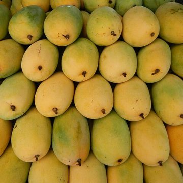 Tropical mangoes: Credit, Wikimedia Commons tropical mangoes