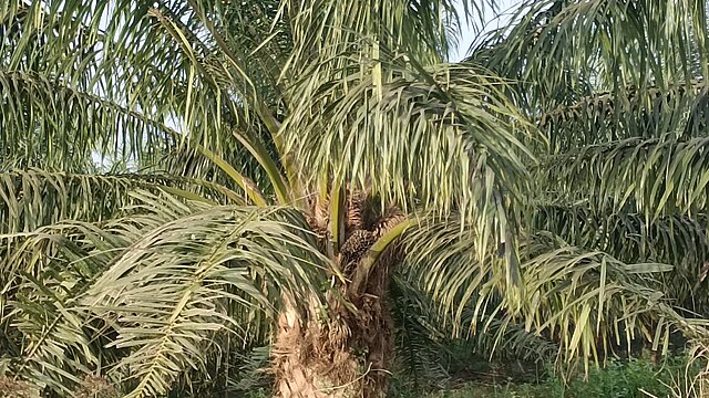 Palm oil tree: Credit, Wikimedia Commons oil palm tree