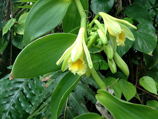 Vanilla beans growing: Credit, Wikimedia Commons Rural vanilla farming in Papua New Guinea goes digital