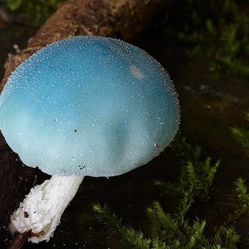 Coprinopsis pulchricaerulea, related to new variant C. cinerea: Credit, Wikimedia Commons Coprinopsis pulchricaerulea, related to new variant C. cinerea