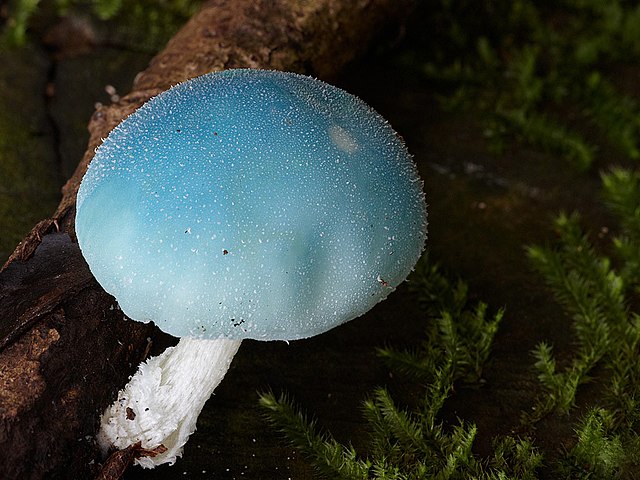 Coprinopsis pulchricaerulea, related to new variant C. cinerea: Credit, Wikimedia Commons Coprinopsis pulchricaerulea, related to new variant C. cinerea