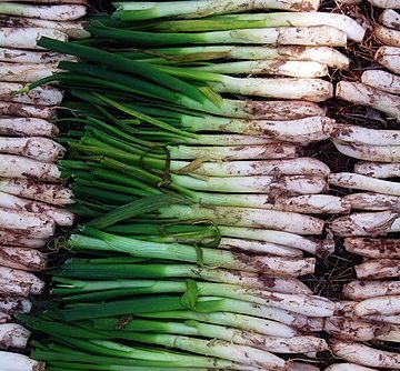 calçots onions bushels: Credit, Wikimedia Commons calçots onions