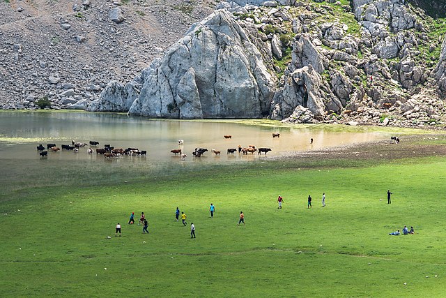 Cattle by Aguelmim Lake, Tikjda, in Algeria: Credit, Wikimedia Commons Cattle by the Aguelmim Lake, Tikjda, in Algeria