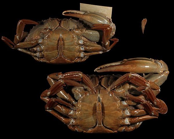 Blue crab (Callinectes sapidus): Credit, Wikimedia Commons Blue crab