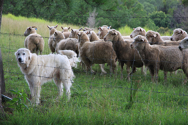 Sheep and sheep dog in Brisbane, Australia: Credit, Wikimedia Commons Why is Australia banning live sheep exports by sea?