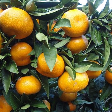 Naartjie citrus: Credit, Wikimedia Commons Naartjie citrus