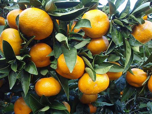 Naartjie citrus: Credit, Wikimedia Commons Naartjie citrus