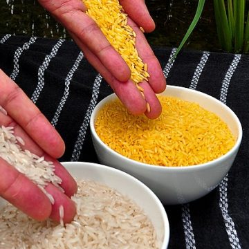 Golden_Rice Golden rice in comparison with white rice