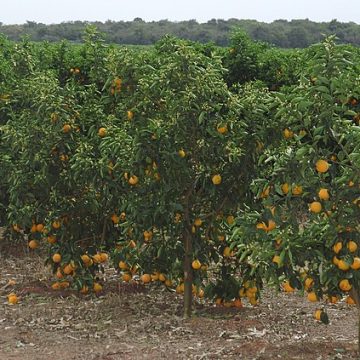 Brazil orange grove in Avaré: Credit, Wikimedia Commons Brazil orange grove in Avaré