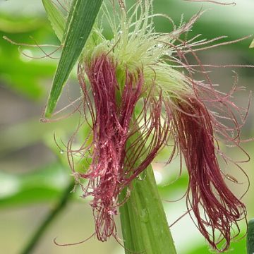 Maize blossoming: Credit, Wikimedia Commons Maize plant