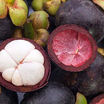 Mangosteen: Credit, Wikimedia Commons Viet mangosteen command pre-harvest bookings despite Thai imports