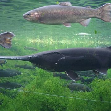 Paddlefish (Polyodon spathula): Credit, Wikimedia Commons Paddlefish swimming in the foreground