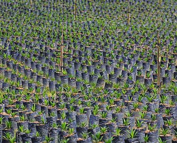 An oil palm nursery in the Malay peninsula: credit, Wikimedia Commons Why is Malaysia extending Orangutan diplomacy to palm oil importers?
