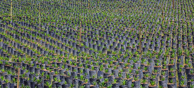 An oil palm nursery in the Malay peninsula: credit, Wikimedia Commons Why is Malaysia extending Orangutan diplomacy to palm oil importers?