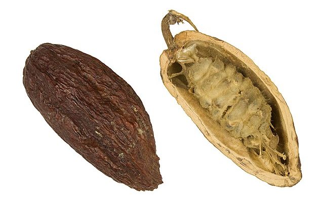 Cacao beans and seeds: Credit, Wikimedia Commons Cacao beans and seeds