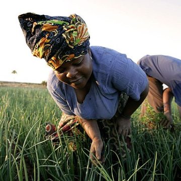 Farmers at work on the East African coast: Credit, Wikimedia Commons East Africa agriculture