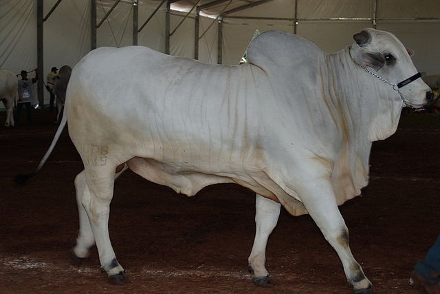 A Nelore breed: Credit, Wikimedia Commons Viatina-19 fetches $4 million in Brazil cattle auction
