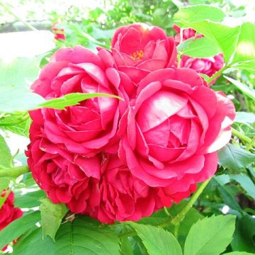 Roses in Plovdiv, Bulgaria: Credit, Wikimedia Commons Bulgaria roses
