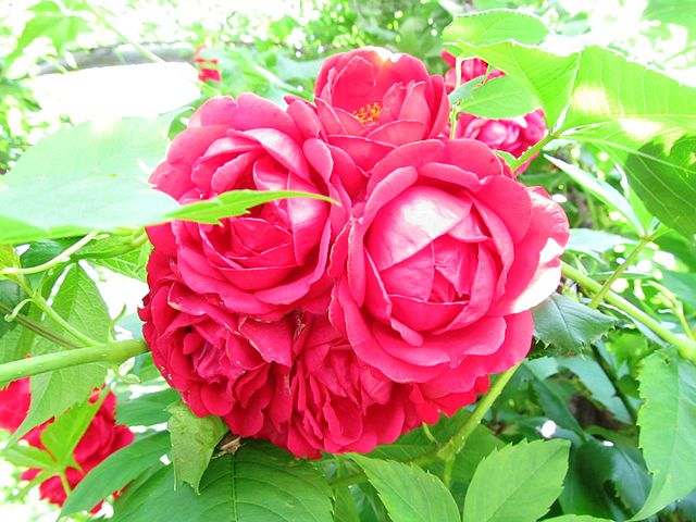 Roses in Plovdiv, Bulgaria: Credit, Wikimedia Commons Bulgaria roses