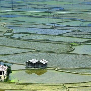 Rice paddies in north-east India under India's Monsoon: Credit, Wikimedia Commons India's monsoon feeds northeast rice paddies