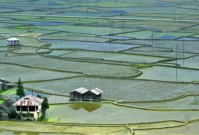 India's monsoon feeds northeast rice paddies