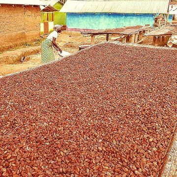 Cocoa beans drying in Mpenkro, Ghana: Credit, Wikimedia Commons cocoa beans drying I Ghana