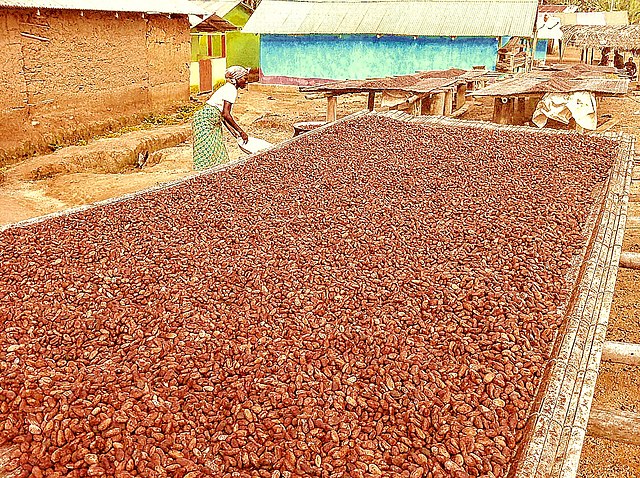 Cocoa beans drying in Mpenkro, Ghana: Credit, Wikimedia Commons cocoa beans drying I Ghana