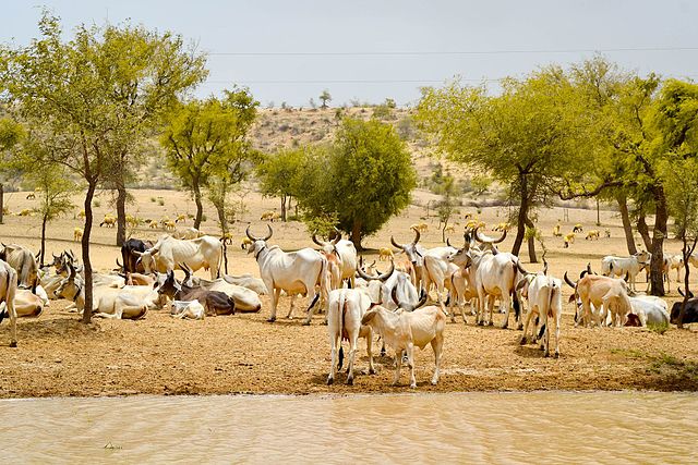 Oxes in the desert: Credit, Wikimedia Commons Saudi livestock sector promises multi-billion dollar investment opportunities