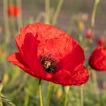 Flower AI could count flowers like this poppy bloom: Credit, Wikimedia Commons Flower AI to enable farmers estimate cherry, peaches yields
