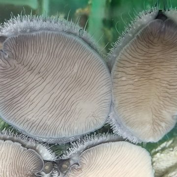 The 2024 abalone season underway in Fujian, China