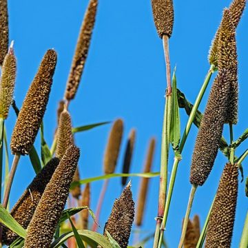 Millet: Credit, Wikimedia Commons Guyana’s millet production reaches 100% self-sufficiency