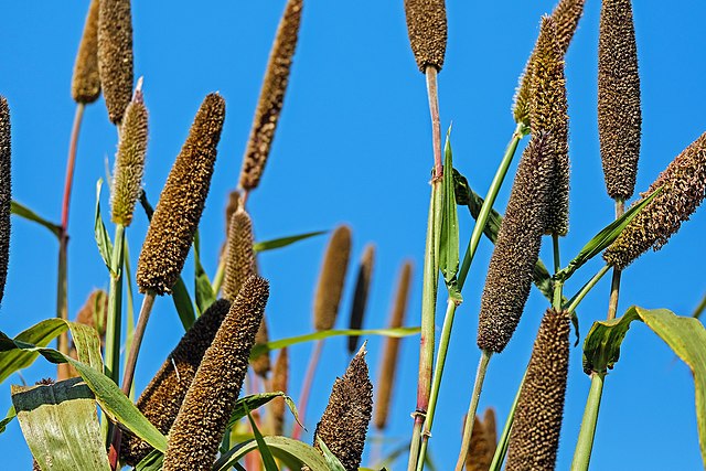 Millet: Credit, Wikimedia Commons Guyana’s millet production reaches 100% self-sufficiency