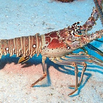 Caribbean spiny lobster at Blackbird Caye, Belize: Credit, Wikimedia Commons Belize's Caribbean spiny lobster