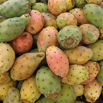 Prickly pear (Opuntia ficus-indica): Credit, Wikimedia Commons Ripe cactus fruits