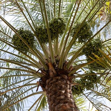Dates on a palm tree in Bidiya, Oman: Credit, Wikimedia Commons Omani palm dates