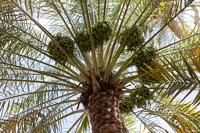 Dates on a palm tree in Bidiya, Oman: Credit, Wikimedia Commons Omani palm dates