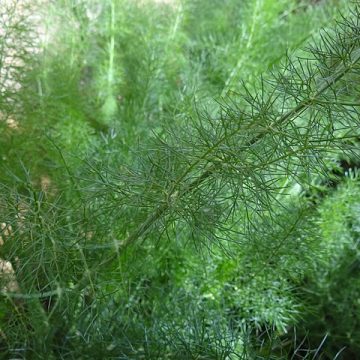 Fennel (Foeniculum vulgare): Credit, Wikimedia Commons Italy could double fennel production amid shrinking acreage