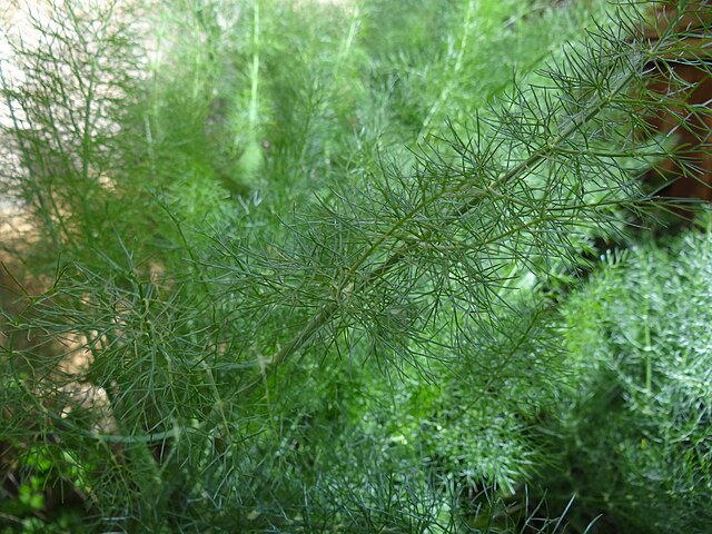 Fennel (Foeniculum vulgare): Credit, Wikimedia Commons Italy could double fennel production amid shrinking acreage
