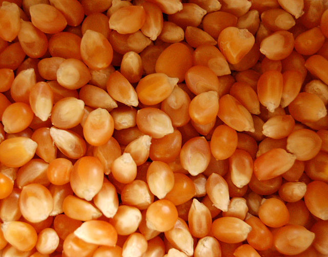 Orange corn such as CHM01: Credit, Wikimedia Commons Cambodia’s CHM01 corn hybrid enjoys promotion to boost production