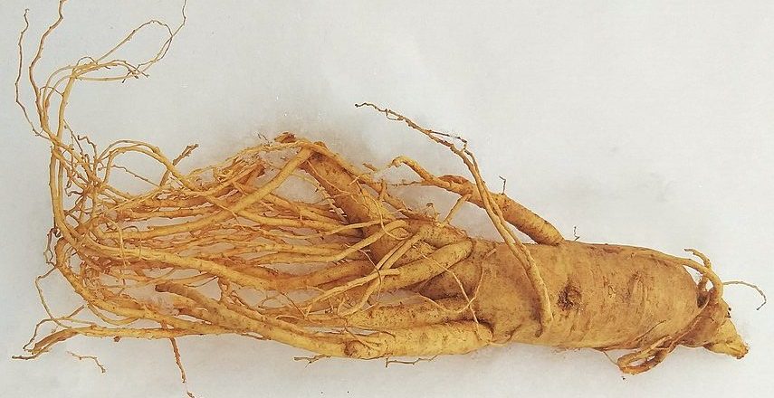Korean ginseng on snow: Credit, Wikimedia Commons Korean ginseng