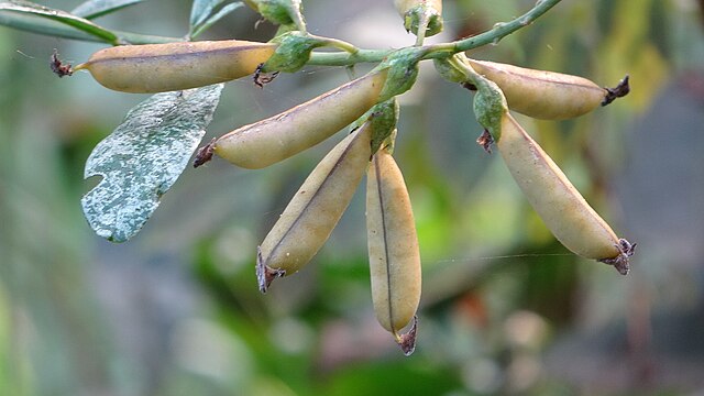 Dry legume pods: Credit, Wikimedia Commons Consumers in the Netherlands favor meat over legumes
