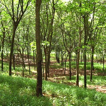 Rubber trees on an earthwork in Memot, Cambodia: Credit, Wikimedia Commons Cambodia's agriculture