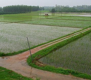 Monsoon crops