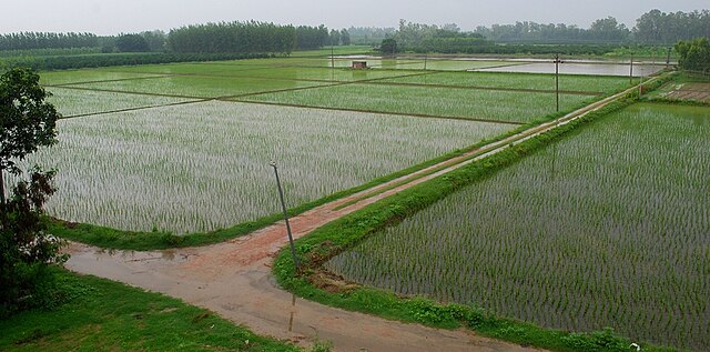 Monsoon (Kharif) crops in Punjab, India: Credit, Wikimedia Commons Monsoon crops