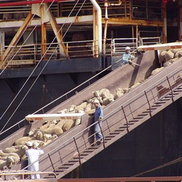 Shipping sheep by sea: Credit, Wikimedia Commons The Australia and the United Arab Emirates FTA favors agricultural trade