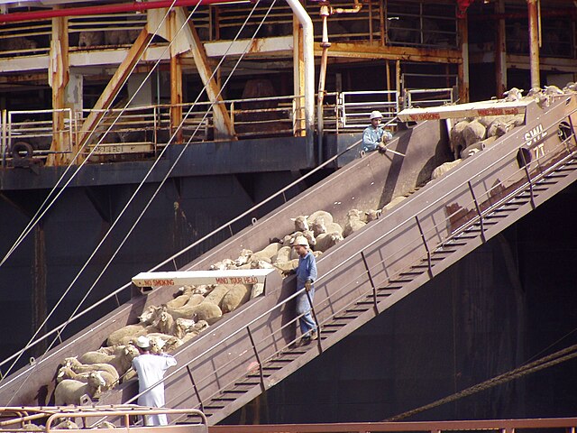 Shipping sheep by sea: Credit, Wikimedia Commons Australia’s live sheep exports ban earns defence at food forum