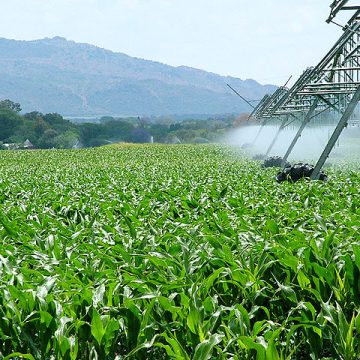 Cornfield in Gauteng, Northeast, South Africa: Credit, Wikimedia Commons Northwest Province is also a major maize-growing area