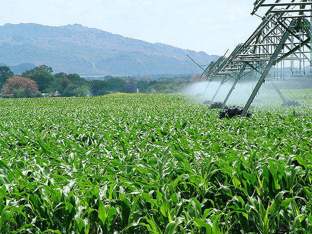 Cornfield in Gauteng, Northeast, South Africa: Credit, Wikimedia Commons Northwest Province is also a major maize-growing area